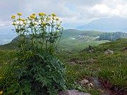 96 Botton d'oro con vista sui Piani dell'Avaro